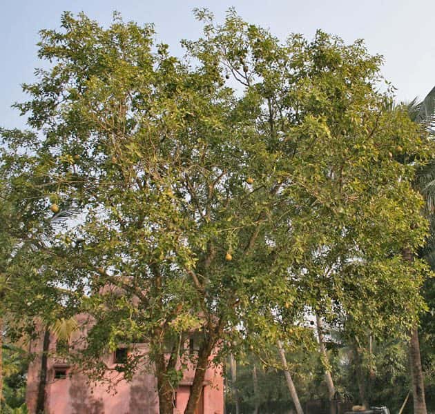 Bael (Aegle marmelos)