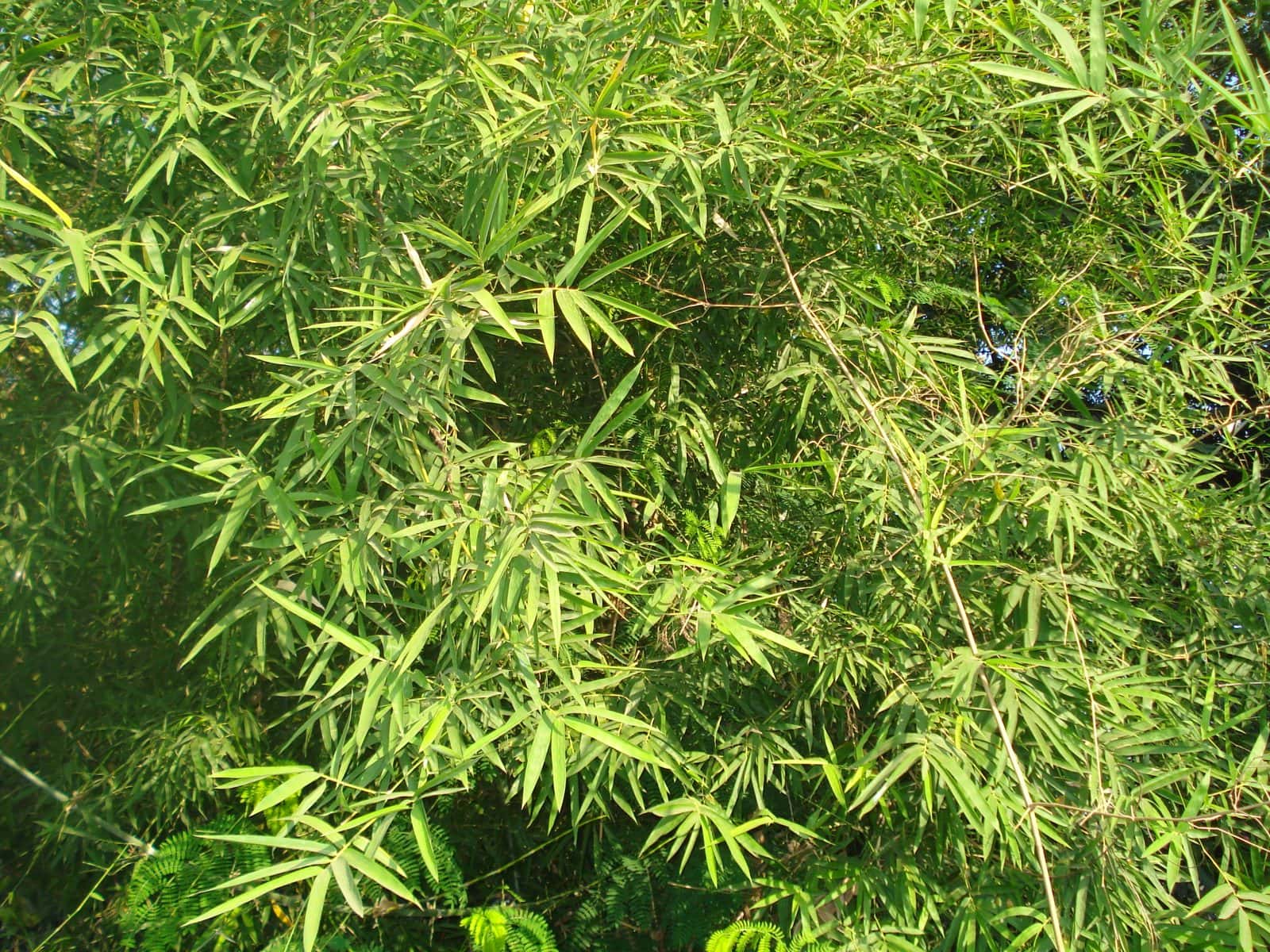 Bamboo (Male bamboo) (Dendrocalamus strictus)