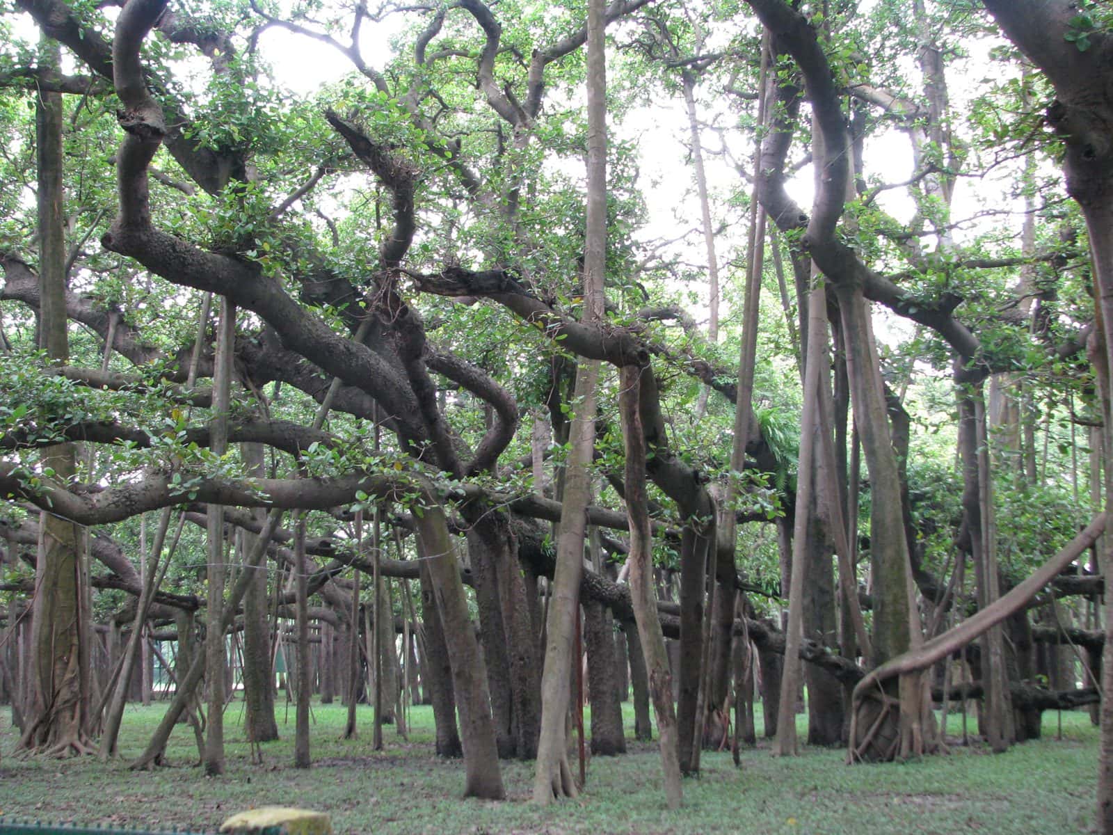 Banyan (Ficus benghalensis)