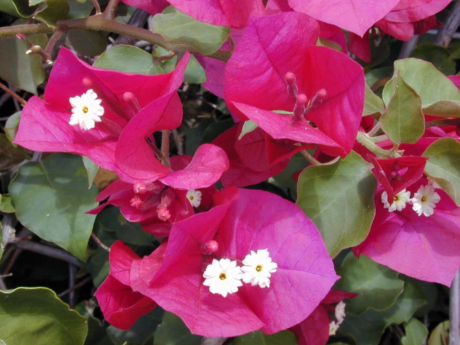 Bougainvillea (Bougainvillea spectabilis / B. glabra hybrids)
