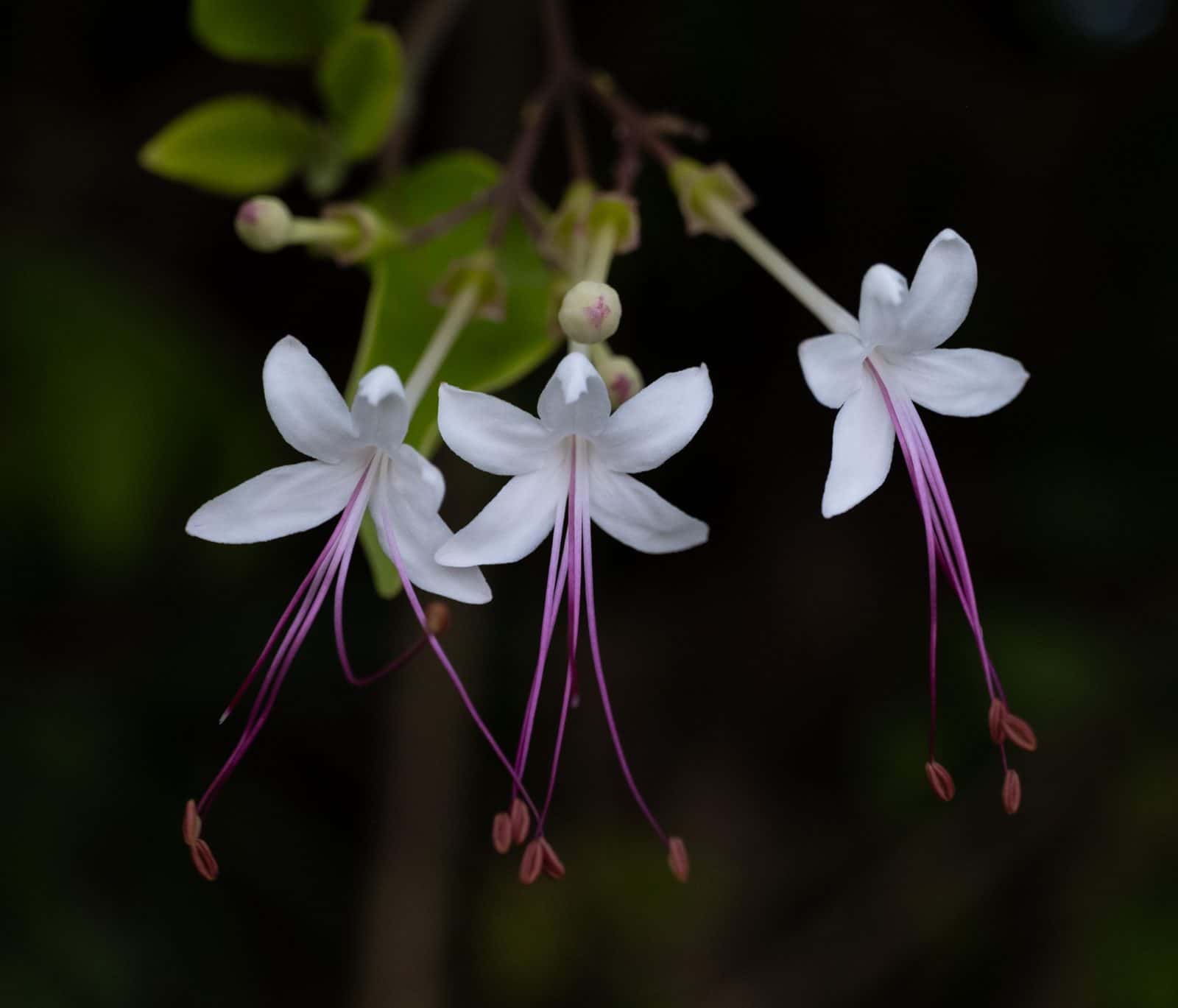 Clerodendrum (Wild jasmine hedge) (Volkameria inermis (syn. Clerodendrum inerme))