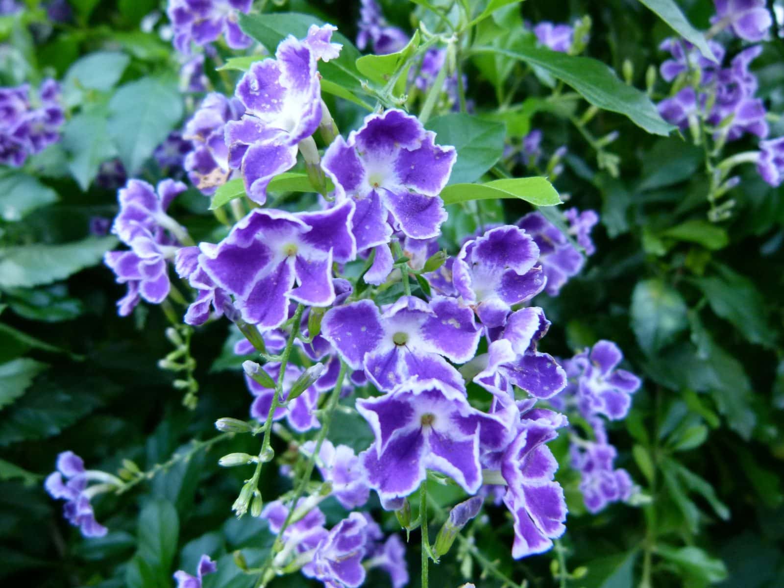 Duranta (Duranta erecta)