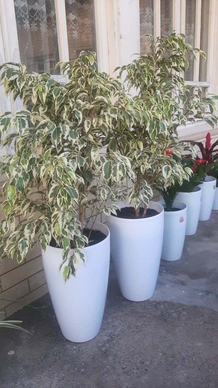 Ficus benjamina (Weeping fig) (Ficus benjamina)