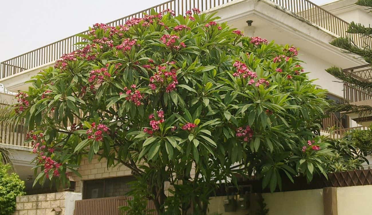 Frangipani (Champa) (Plumeria rubra and P. obtusa)