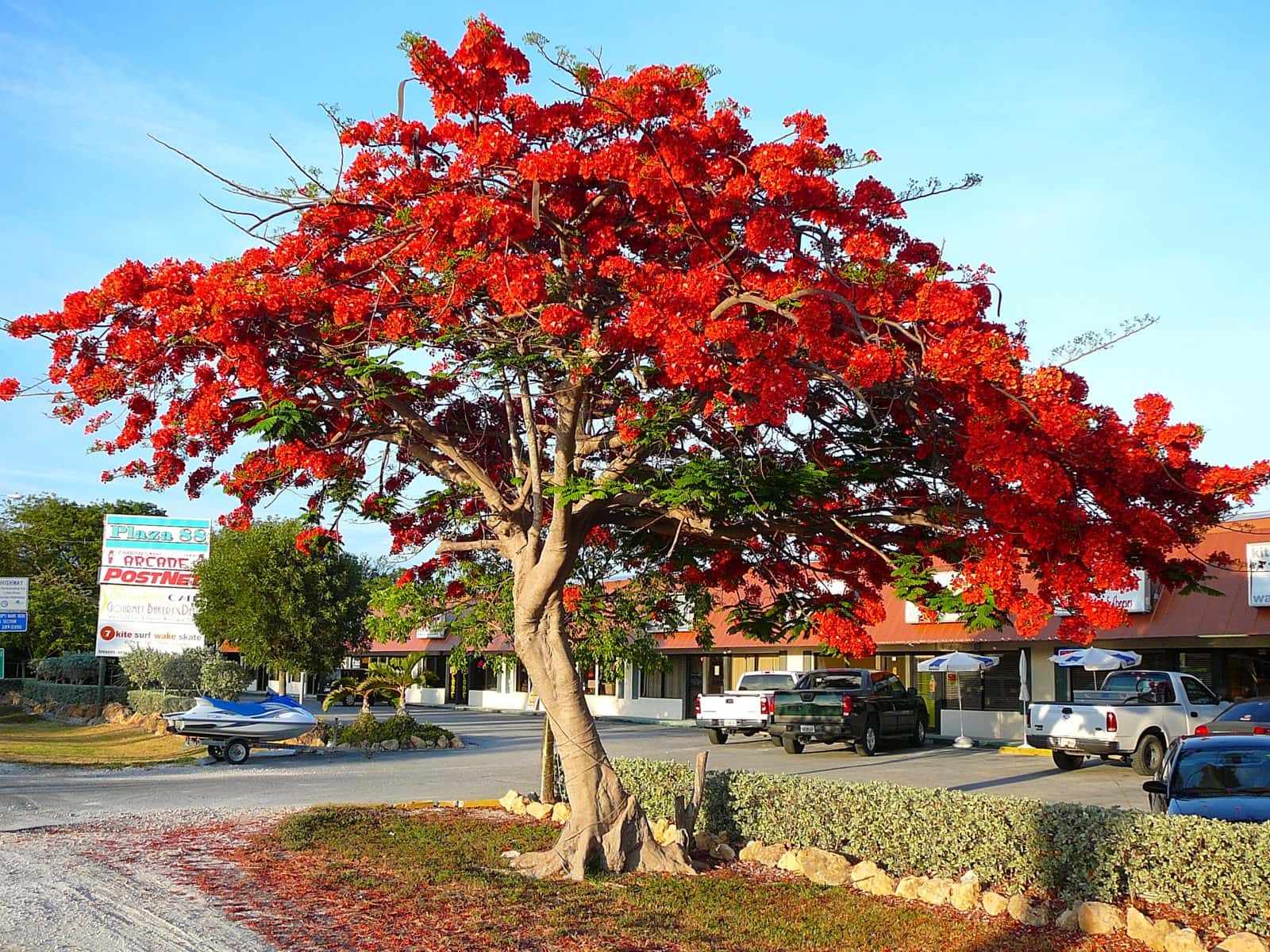 Gulmohar (Delonix regia)