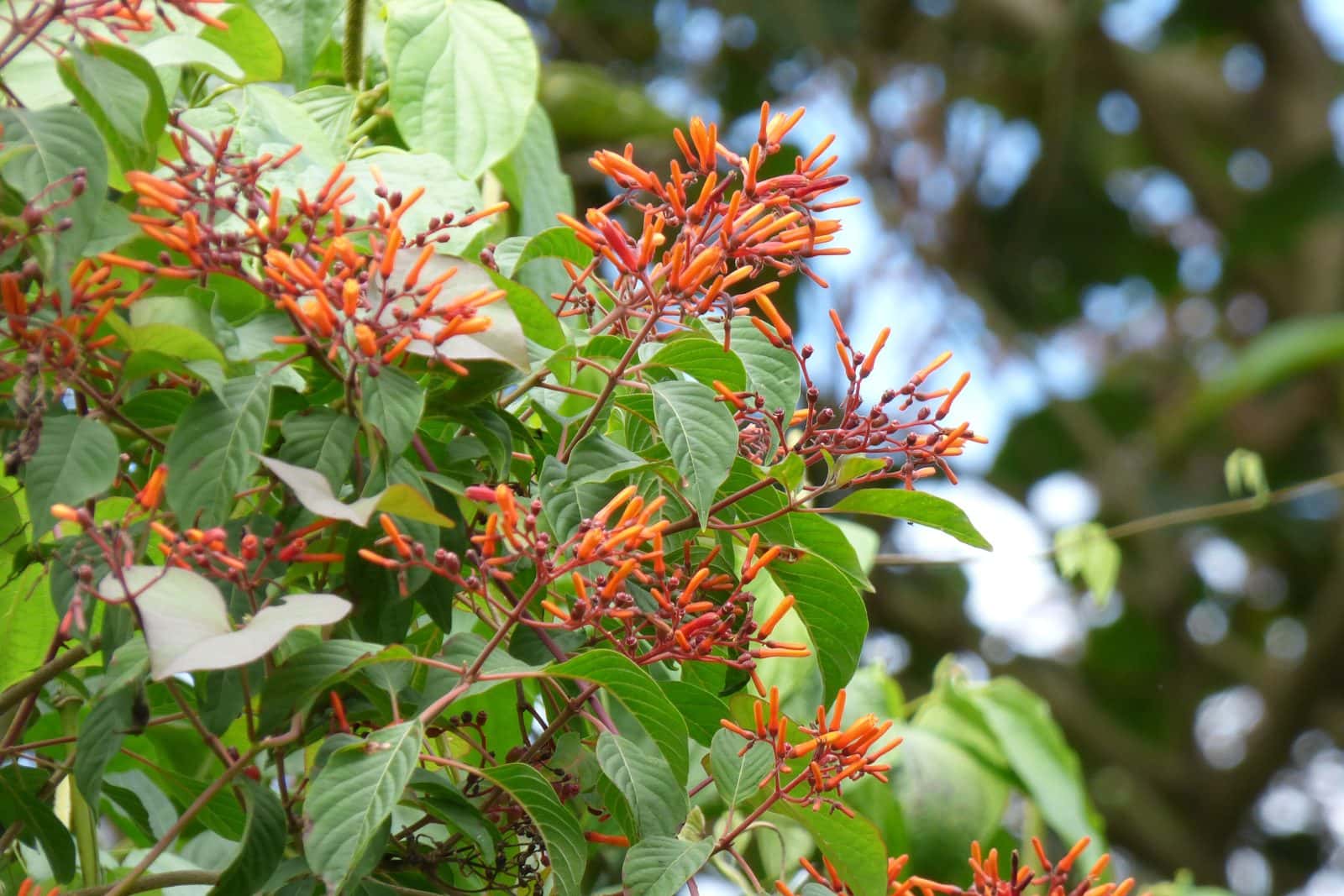 Hamelia (Firebush) (Hamelia patens)