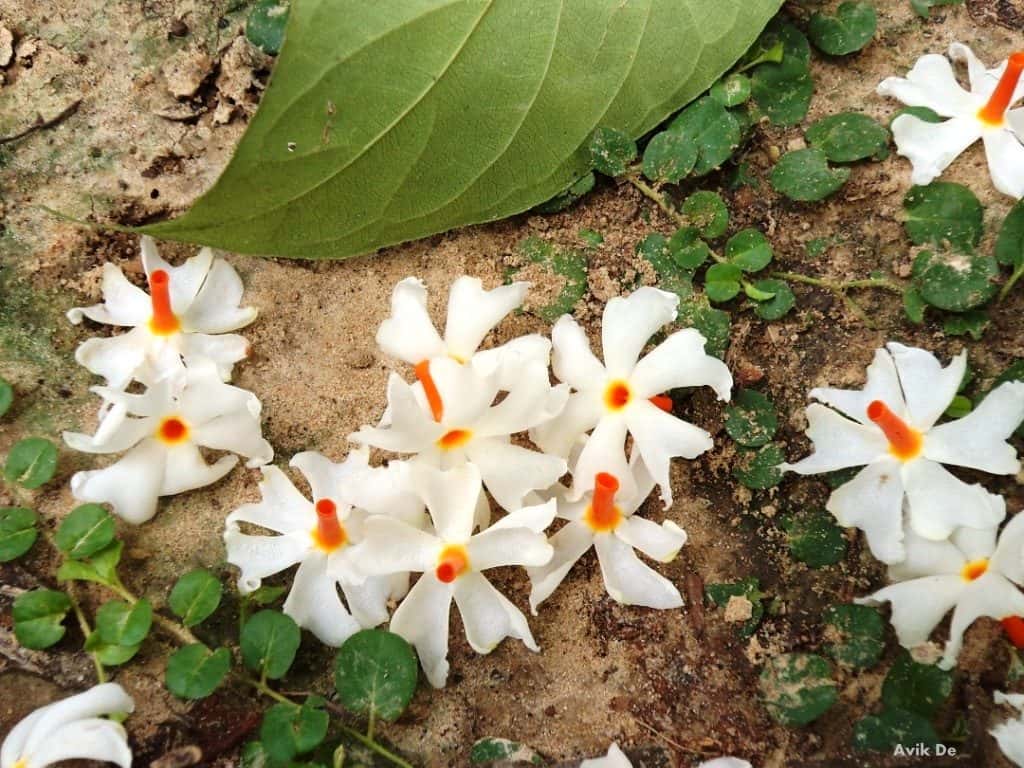 Harsingar (Parijat) (Nyctanthes arbor-tristis)