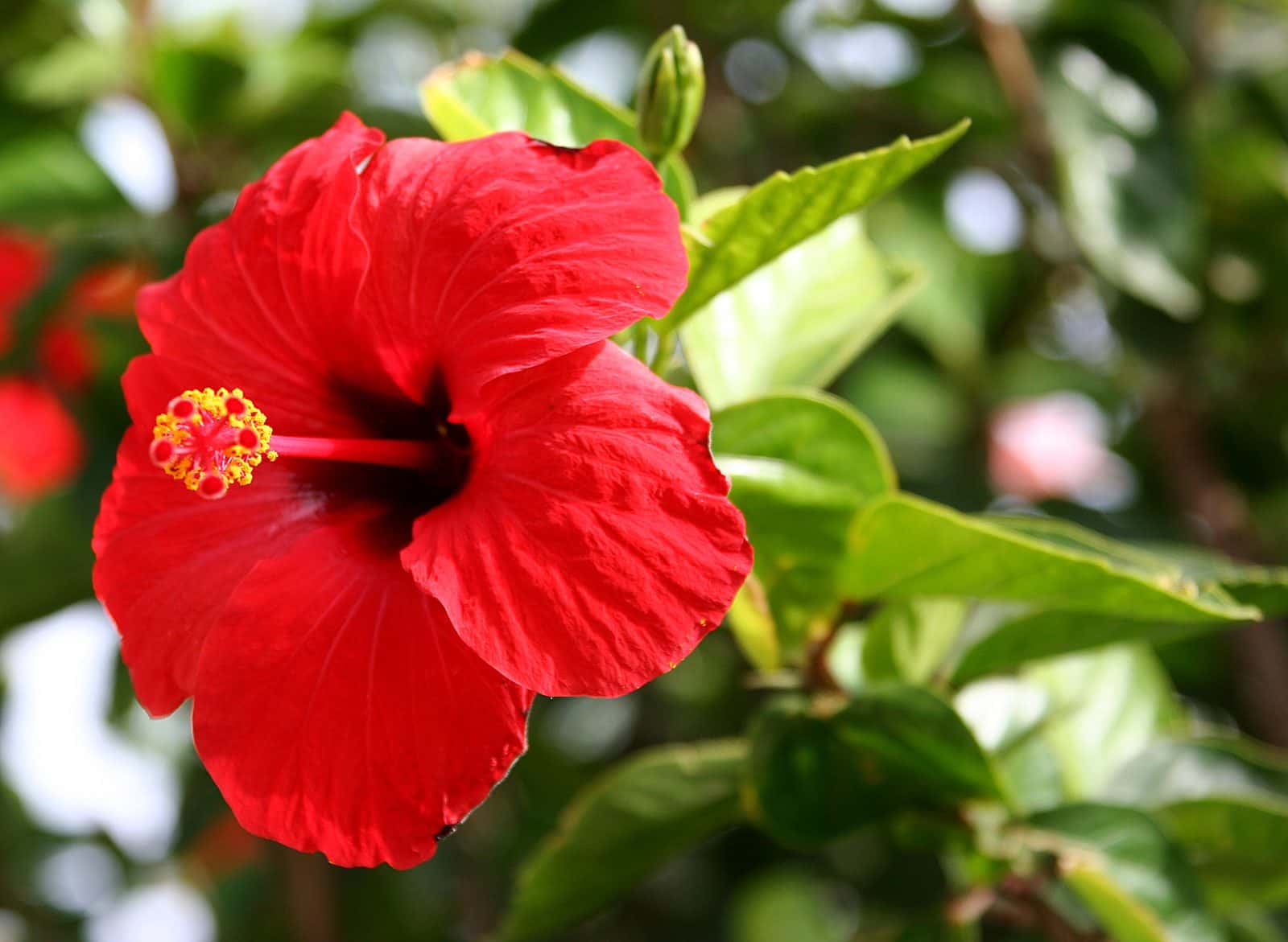 Hibiscus (Gudhal) (Hibiscus rosa-sinensis)