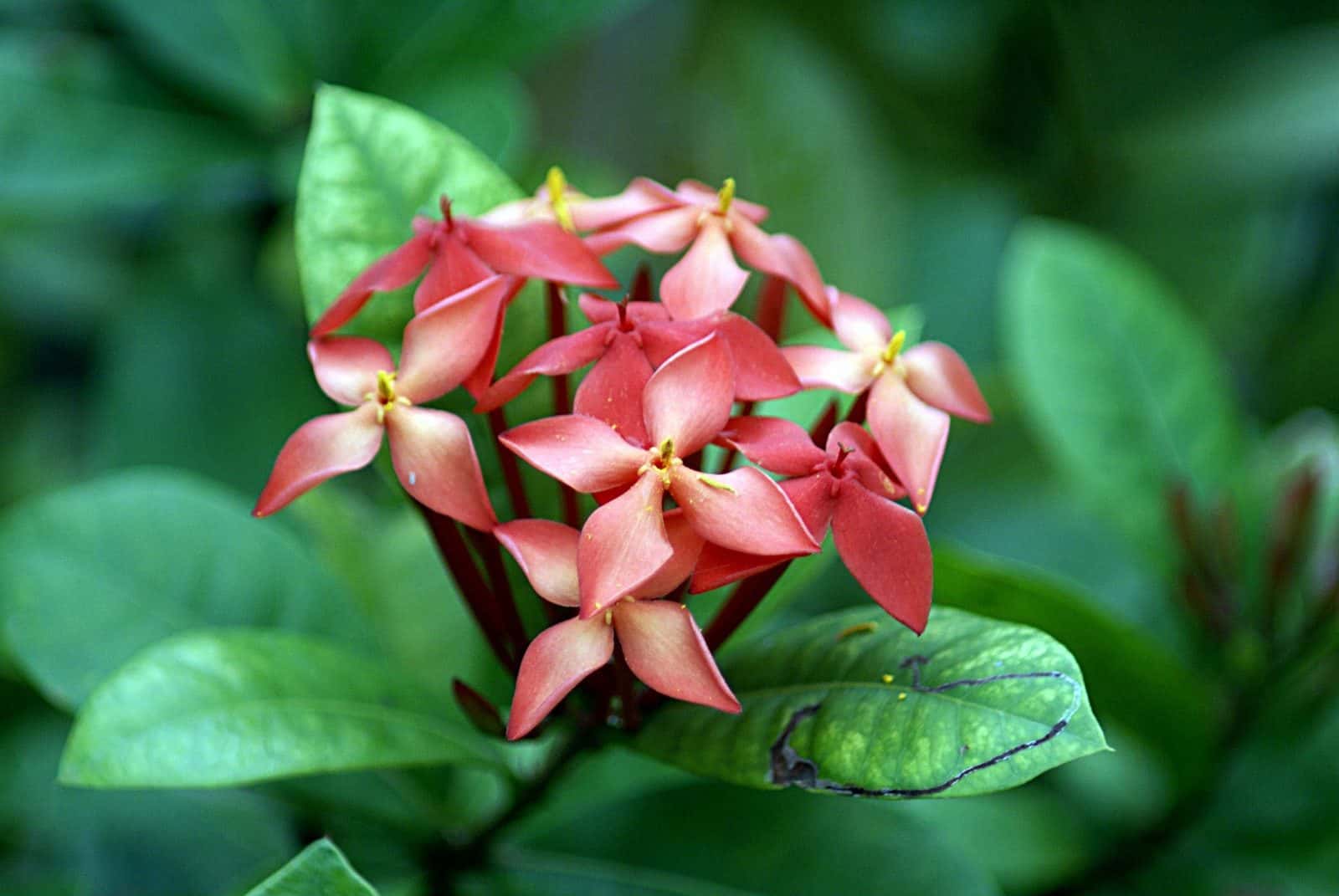 Ixora (Rugmini) (Ixora coccinea)