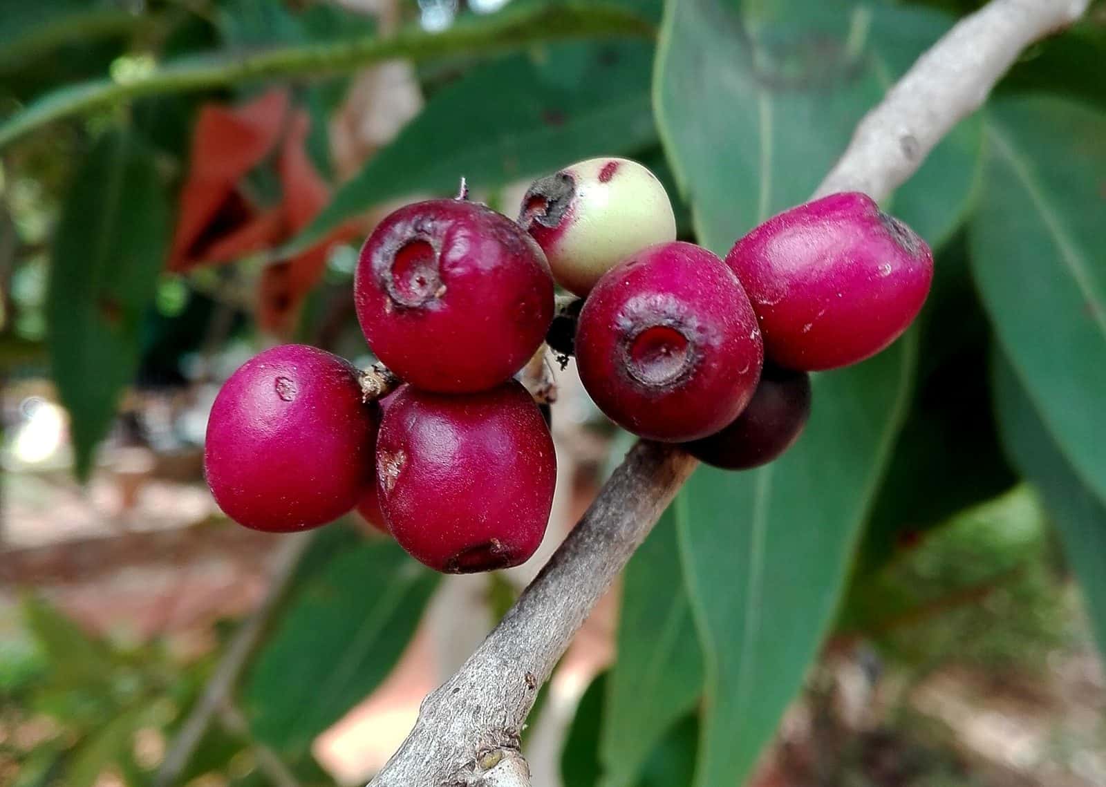 Jamun (Syzygium cumini)