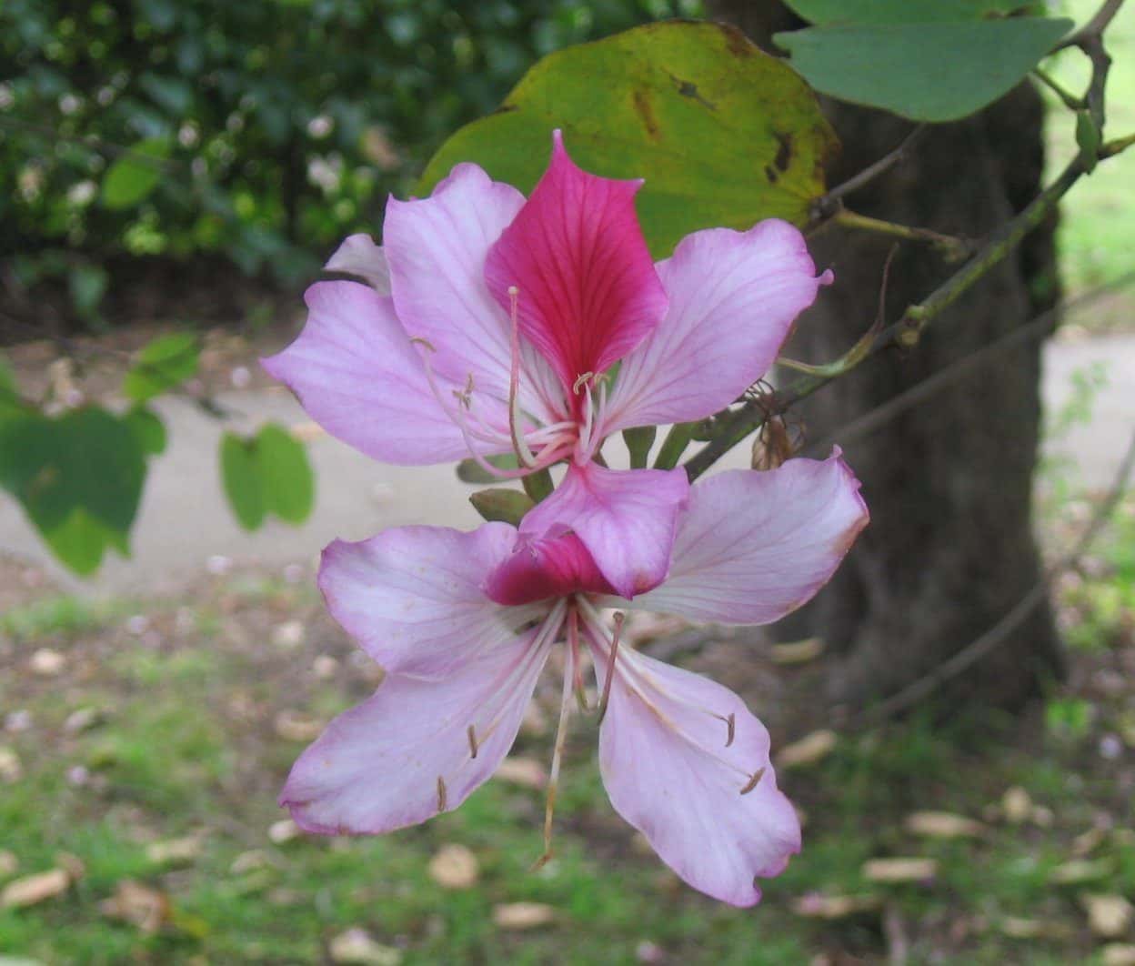 Kachnar (Bauhinia variegata)