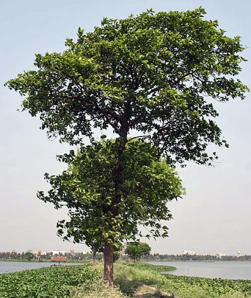 Kadamb (Neolamarckia cadamba)