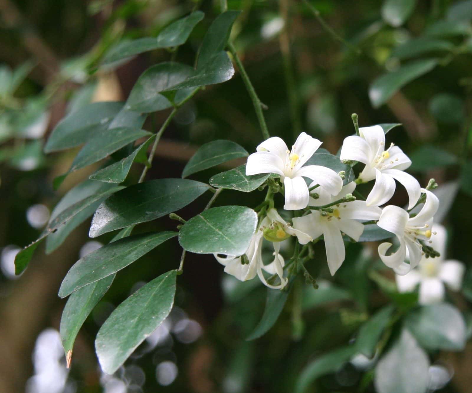 Kamini (Orange jasmine) (Murraya paniculata)
