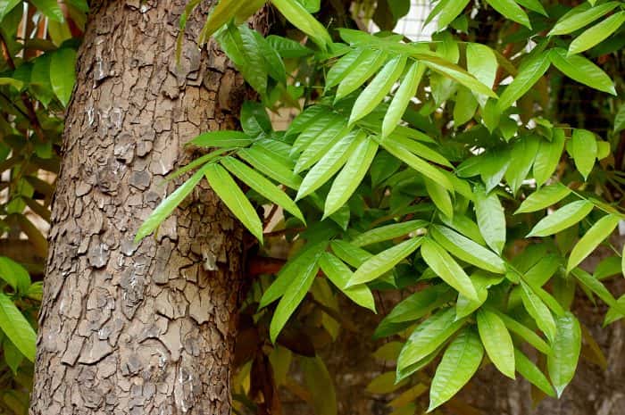 Mahogany (Swietenia macrophylla)