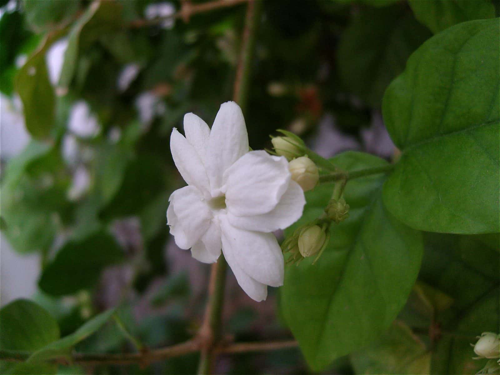Mogra (Arabian jasmine) (Jasminum sambac)