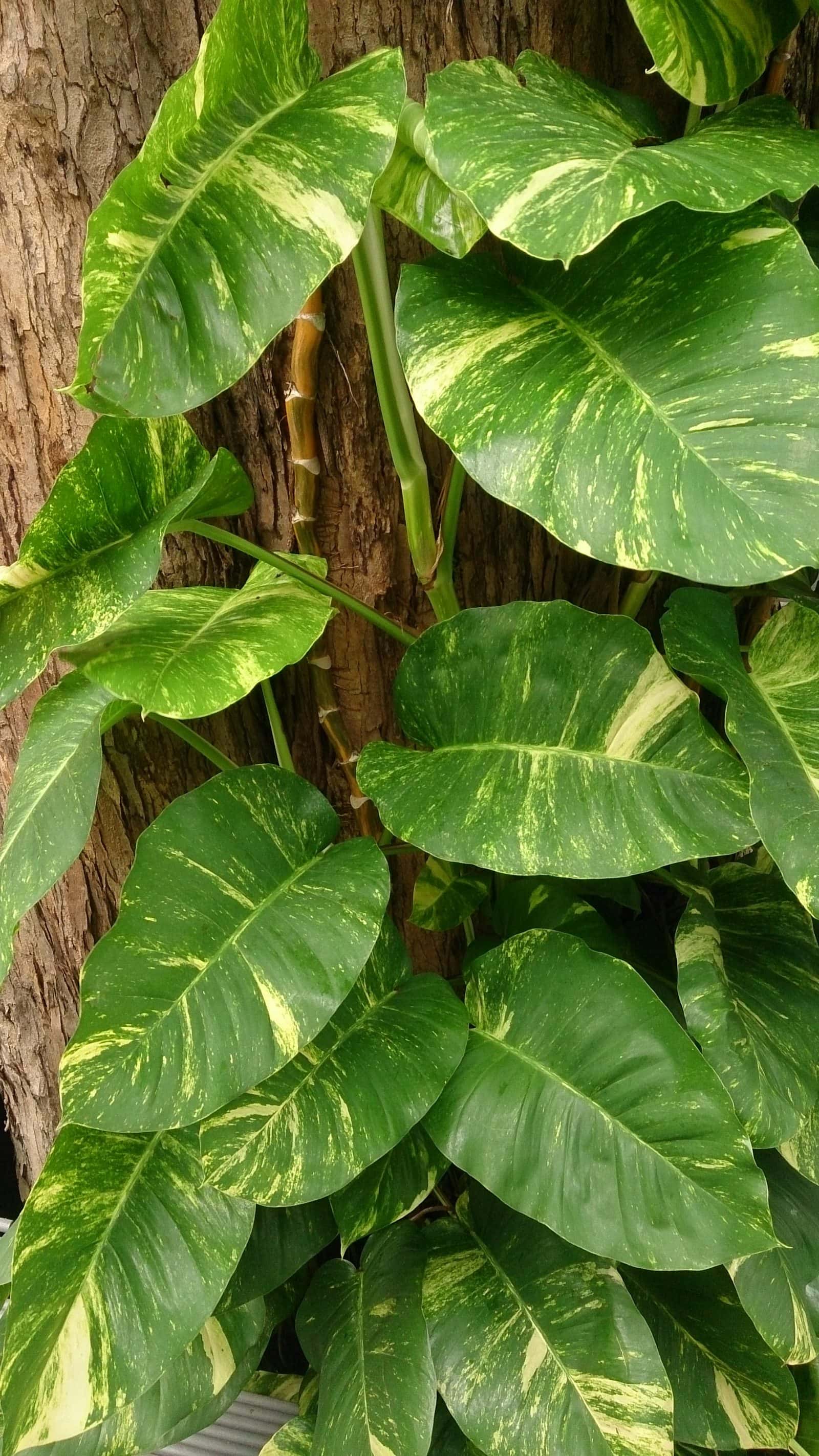 Money plant (Pothos) (Epipremnum aureum)