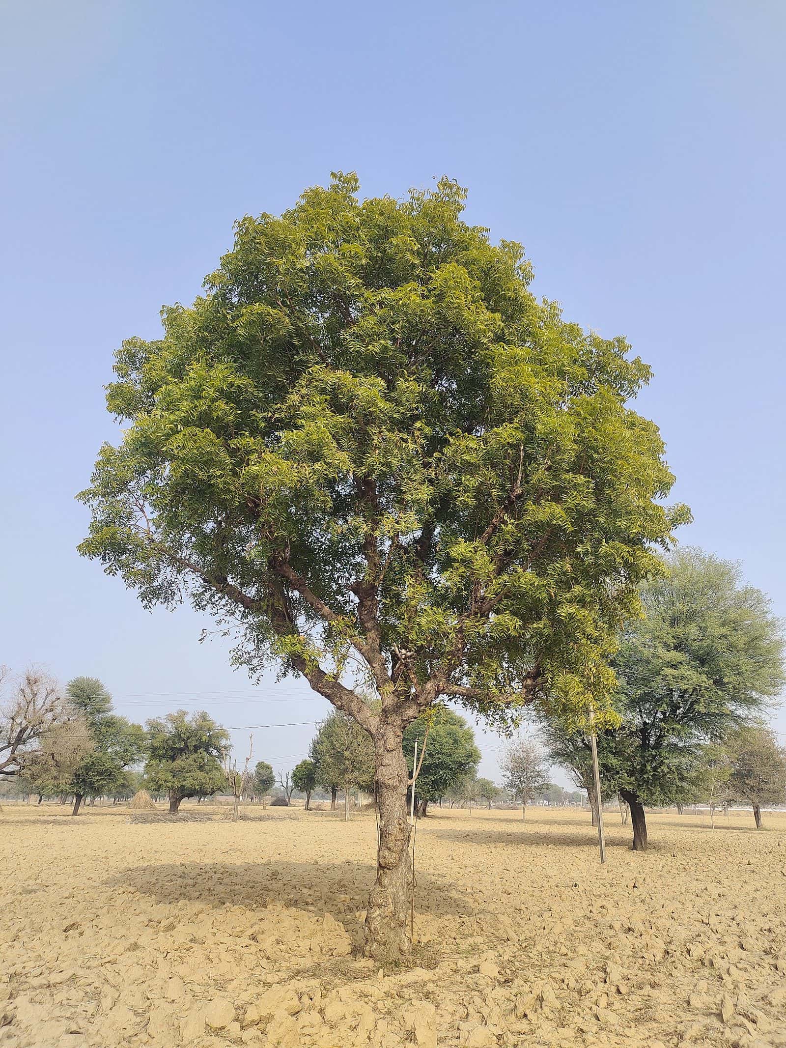 Neem (Azadirachta indica)