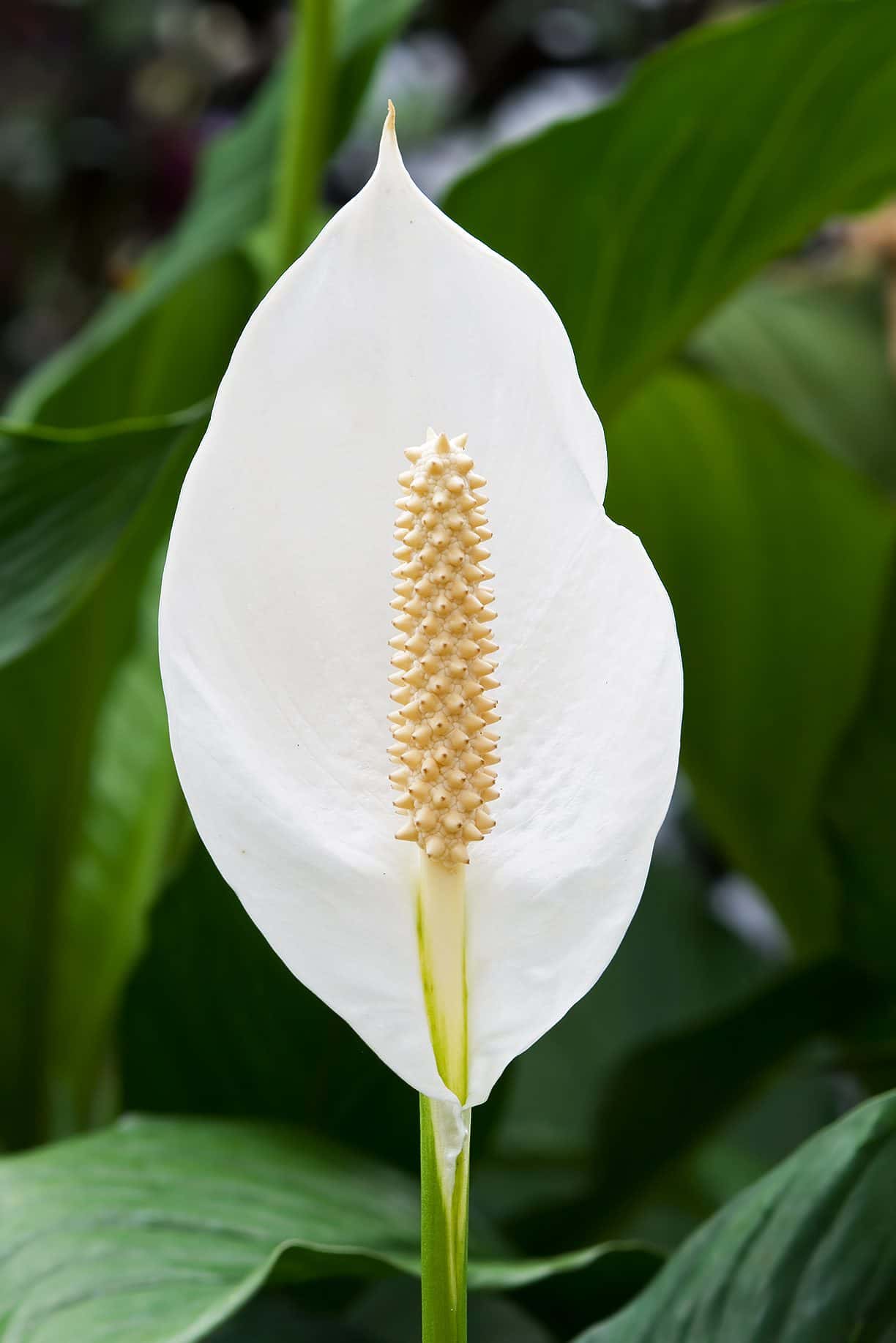 Peace lily (Spathiphyllum wallisii and hybrids)
