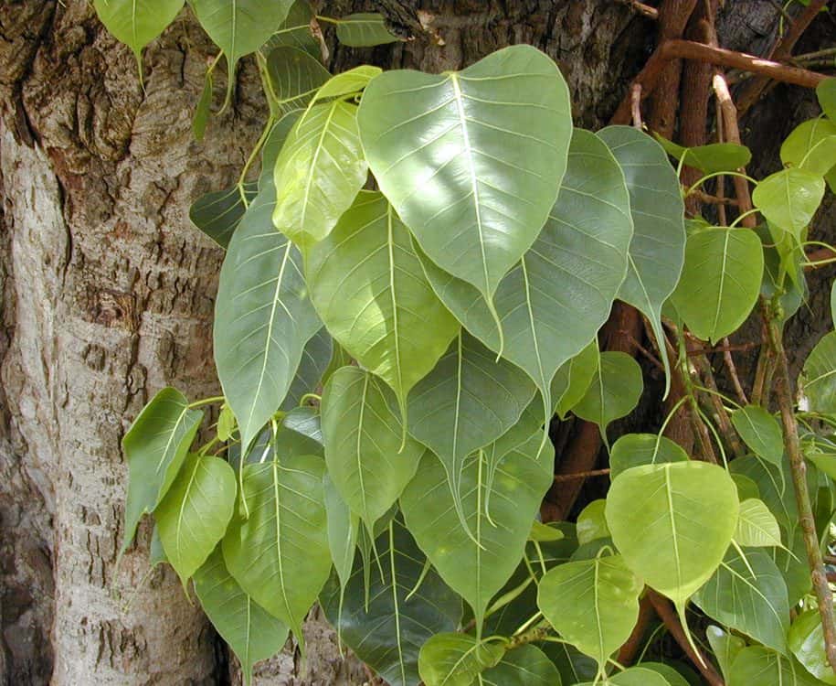 Peepal (Ficus religiosa)