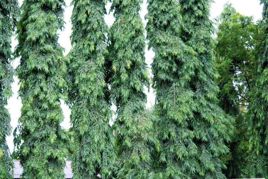 Mast Ashoka (Polyalthia) (Monoon longifolium (syn. Polyalthia longifolia))
