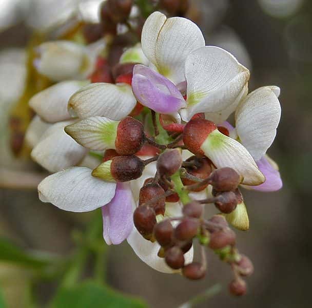Pongamia (Karanj) (Millettia pinnata (syn. Pongamia pinnata))