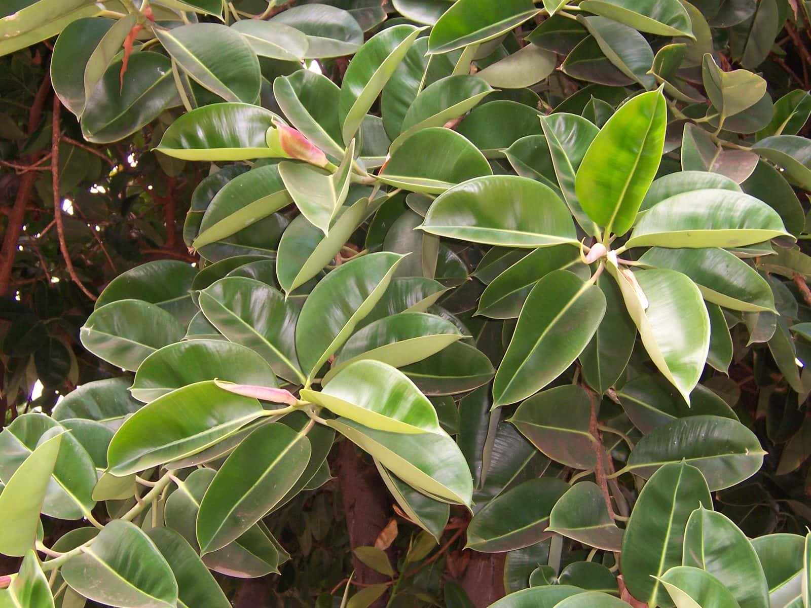 Rubber plant (Ficus elastica)