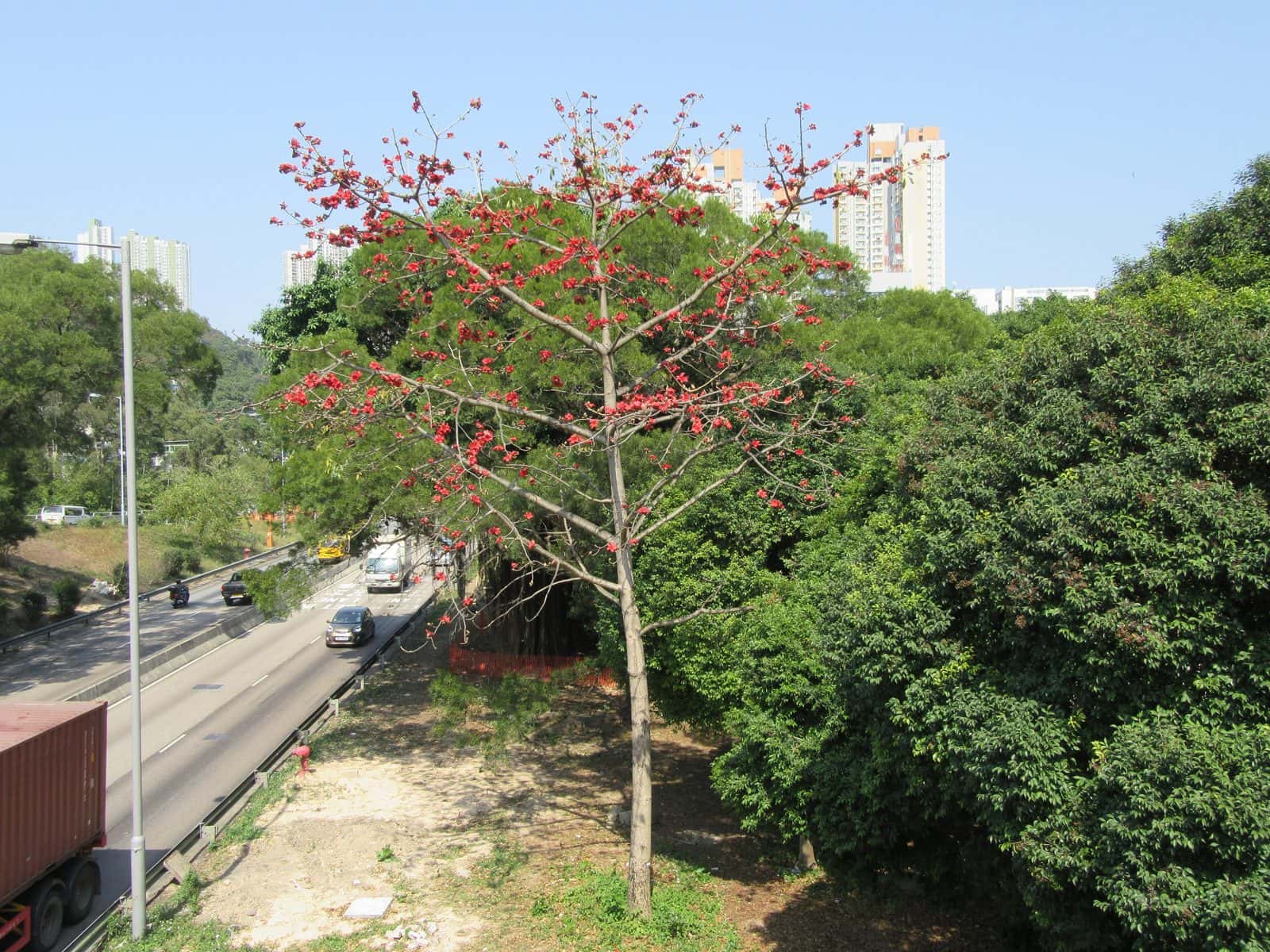 Semal (Red silk cotton) (Bombax ceiba)