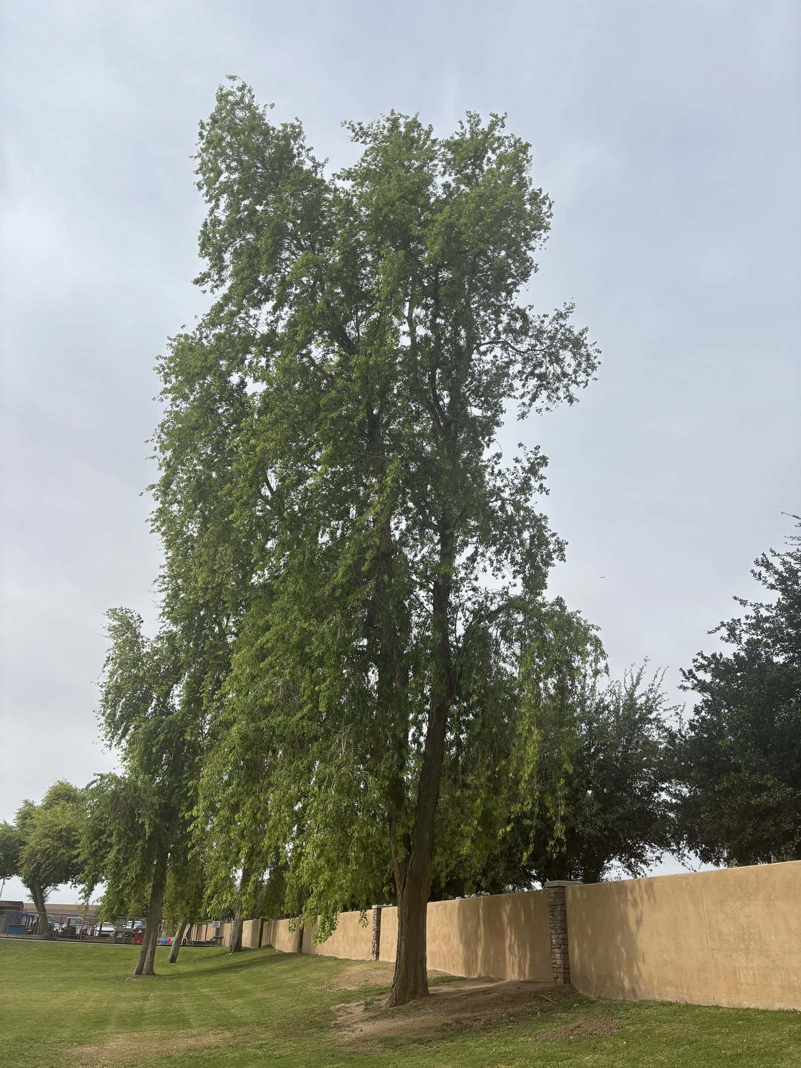 Shisham (Dalbergia sissoo)
