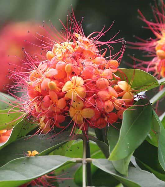 Sita Ashok (Saraca asoca)