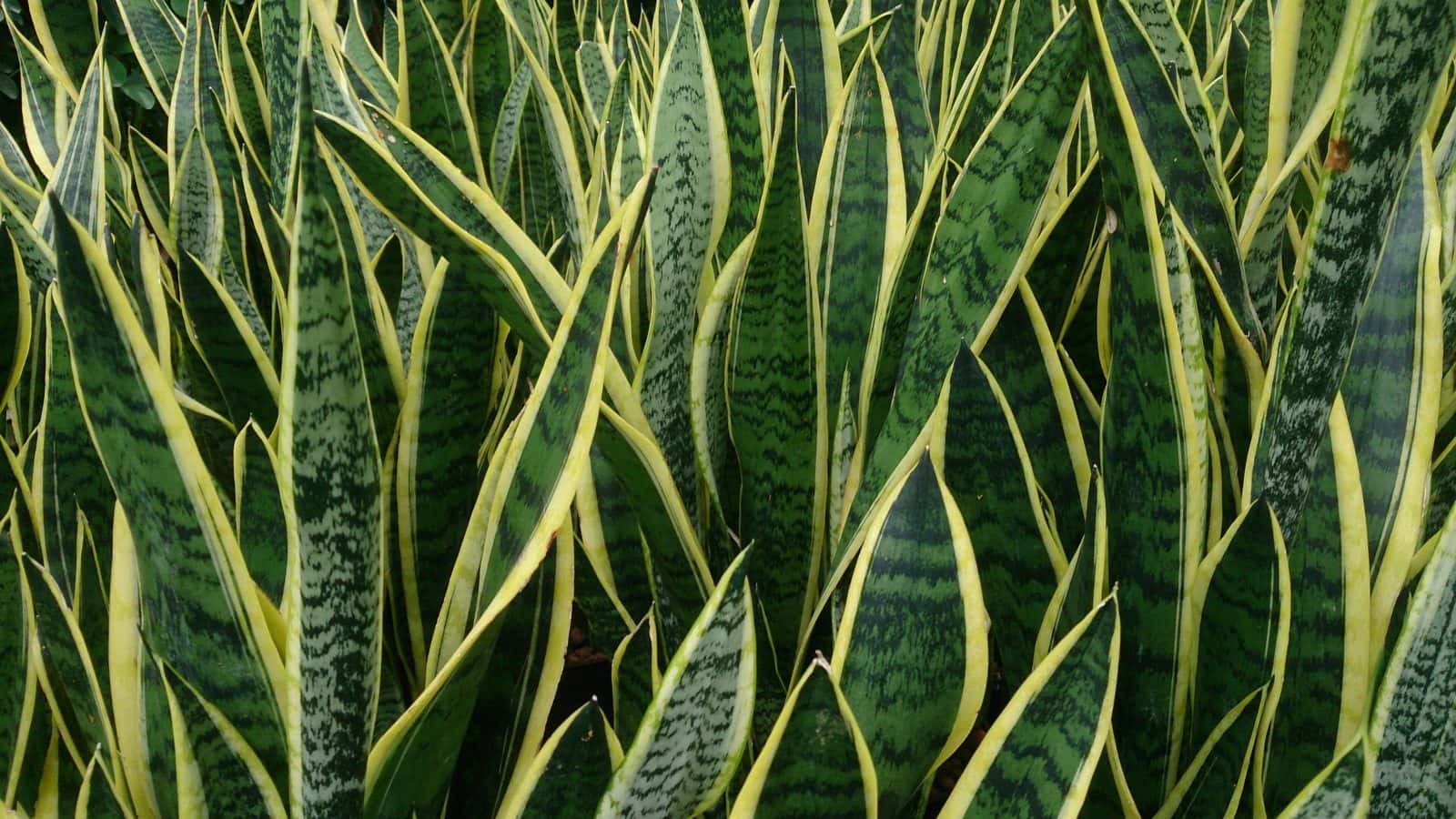 Snake plant (Dracaena trifasciata (syn. Sansevieria trifasciata))