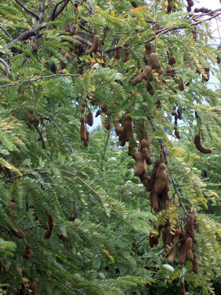 Imli (Tamarind) (Tamarindus indica)