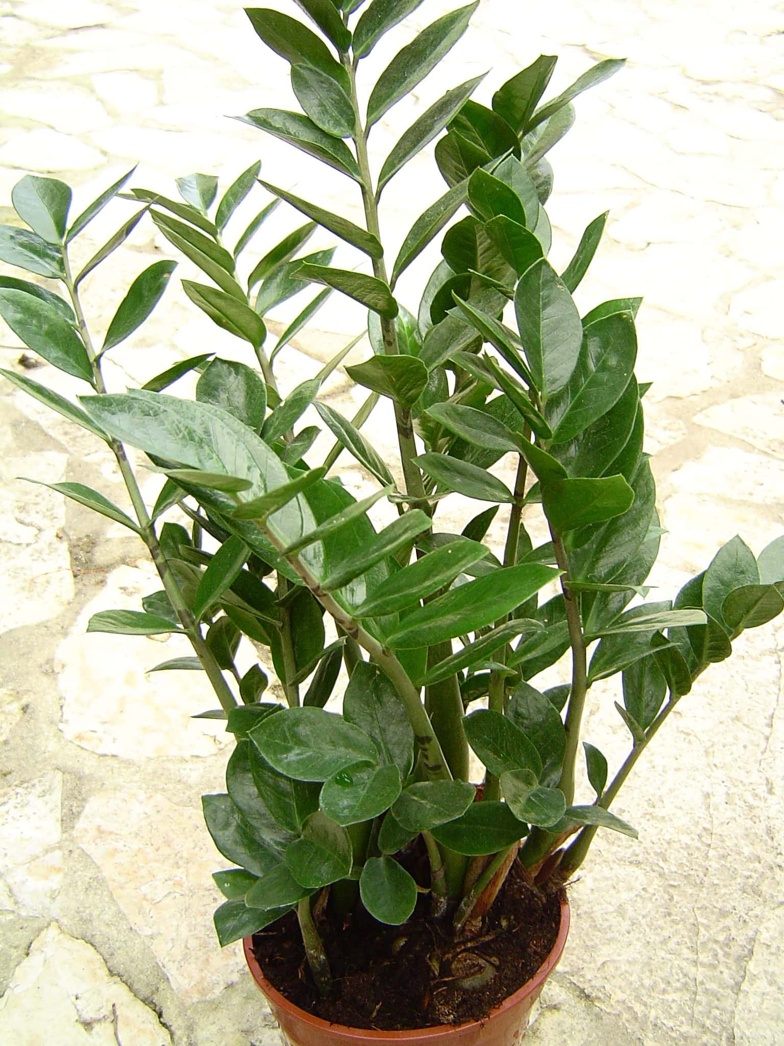 ZZ plant (Zamioculcas zamiifolia)