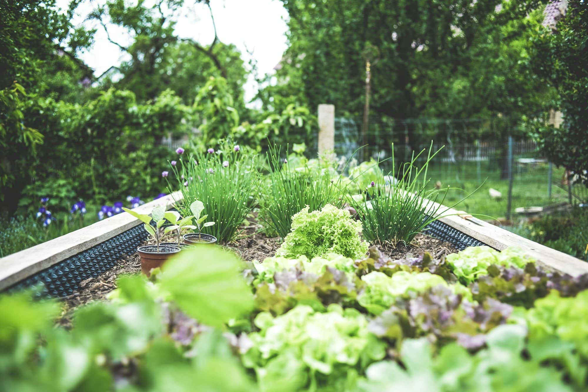 Terrace and Rooftop Vegetable Farming