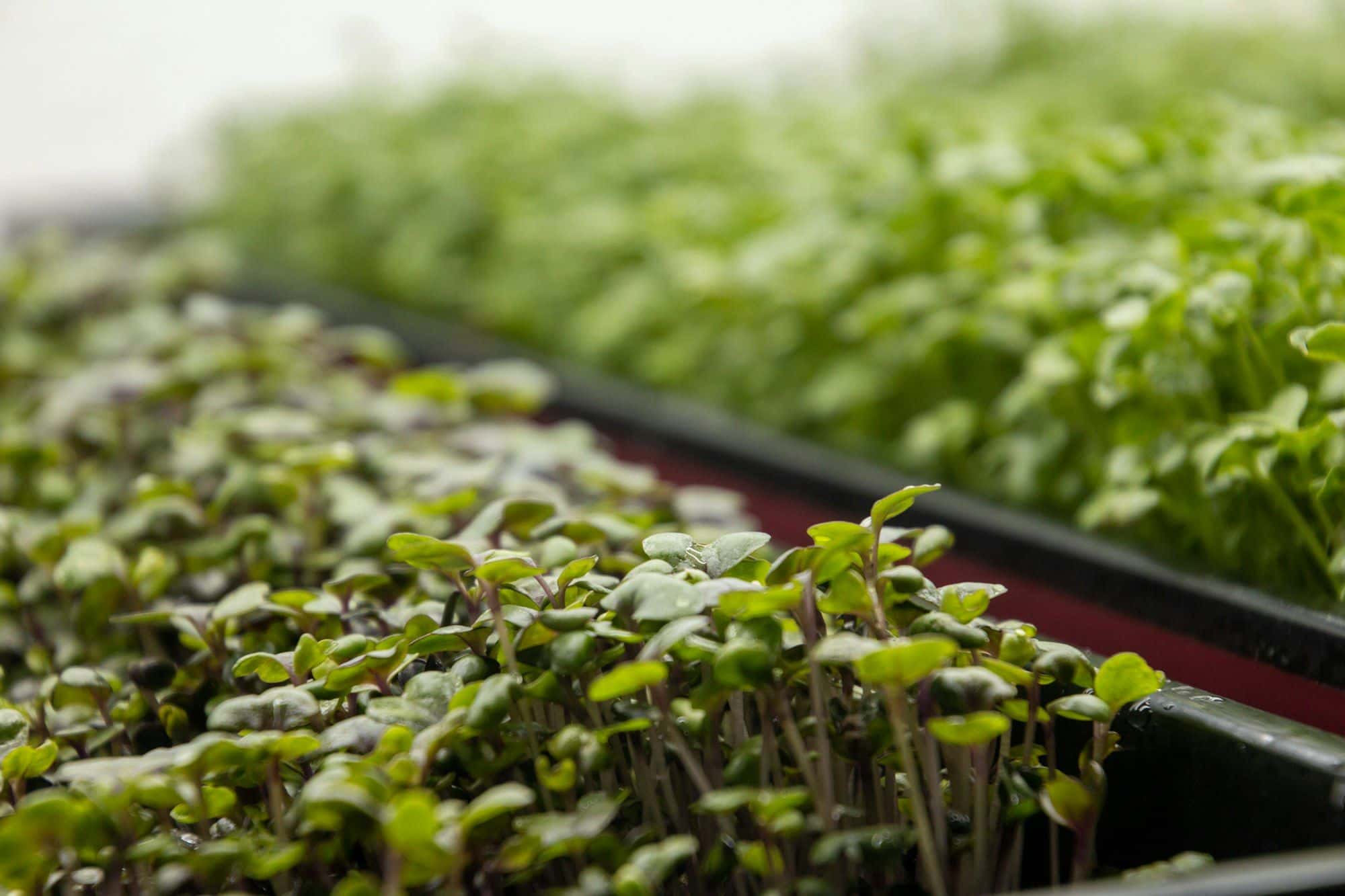 Fresh Microgreens Delivery in Pune