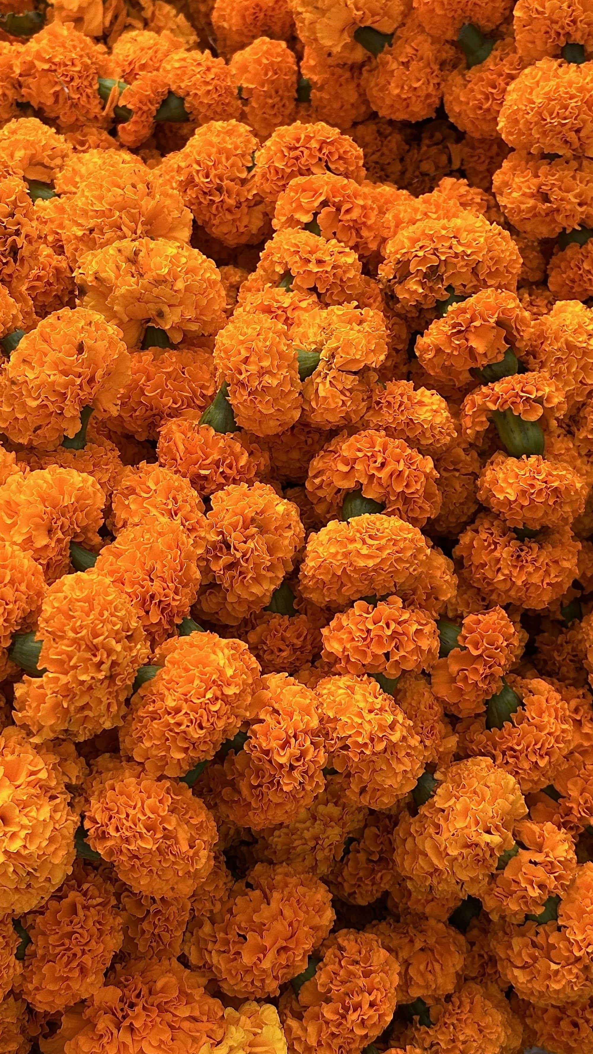 Pooja Flowers Home Delivery