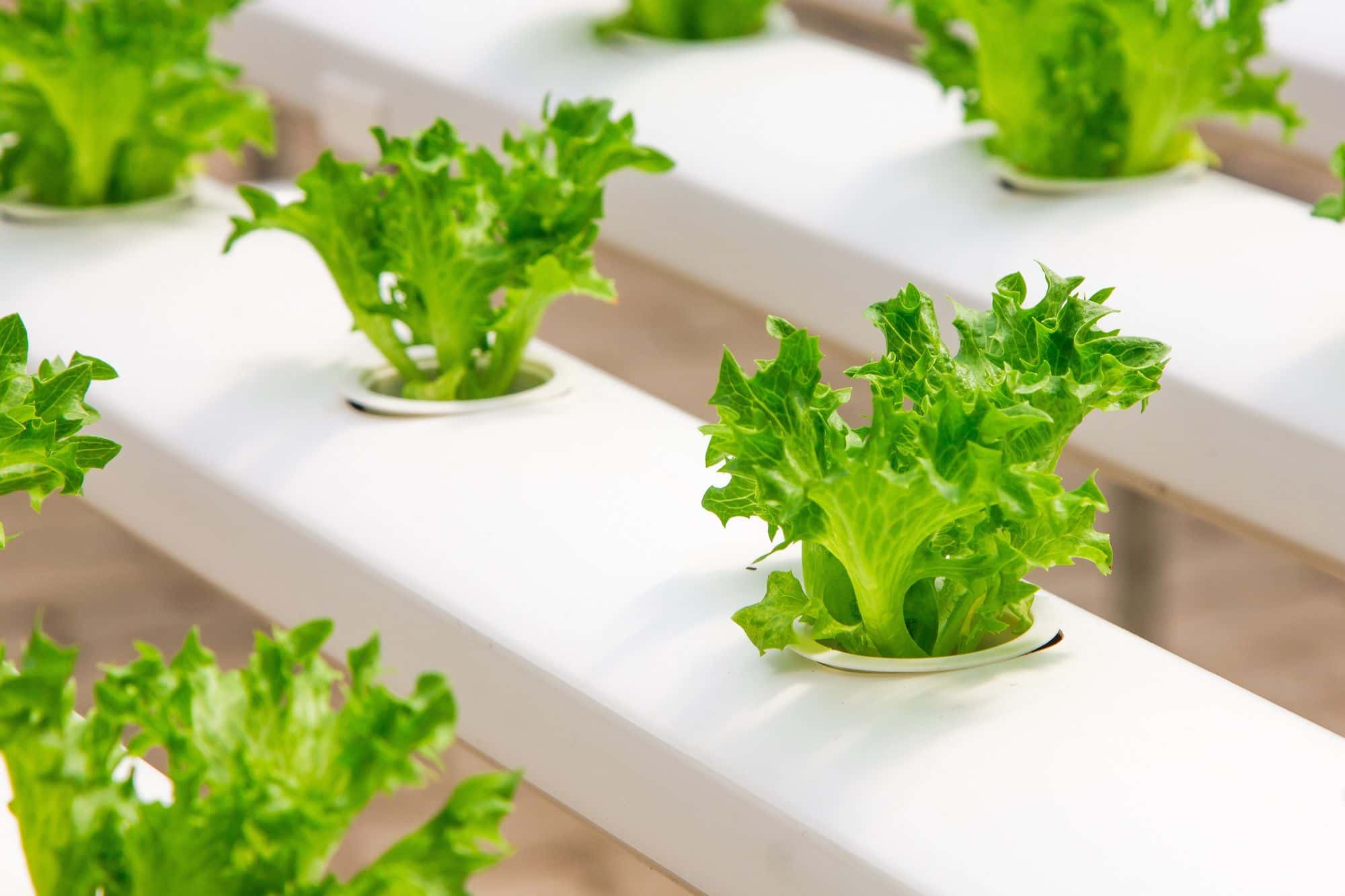 Vertical Farm Consulting: Feasibility, Design, Audits and Training