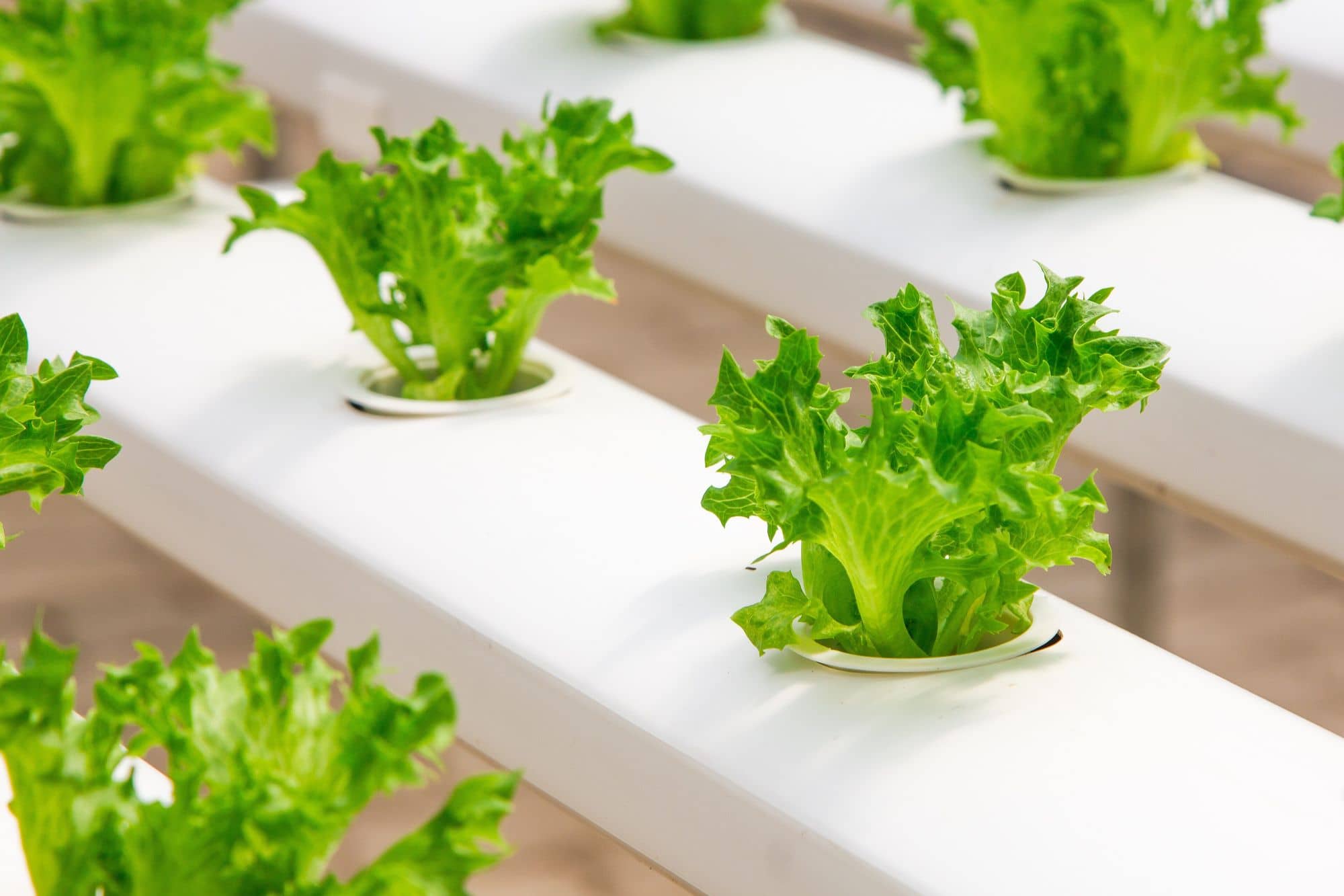 Vertical Farm Consulting
