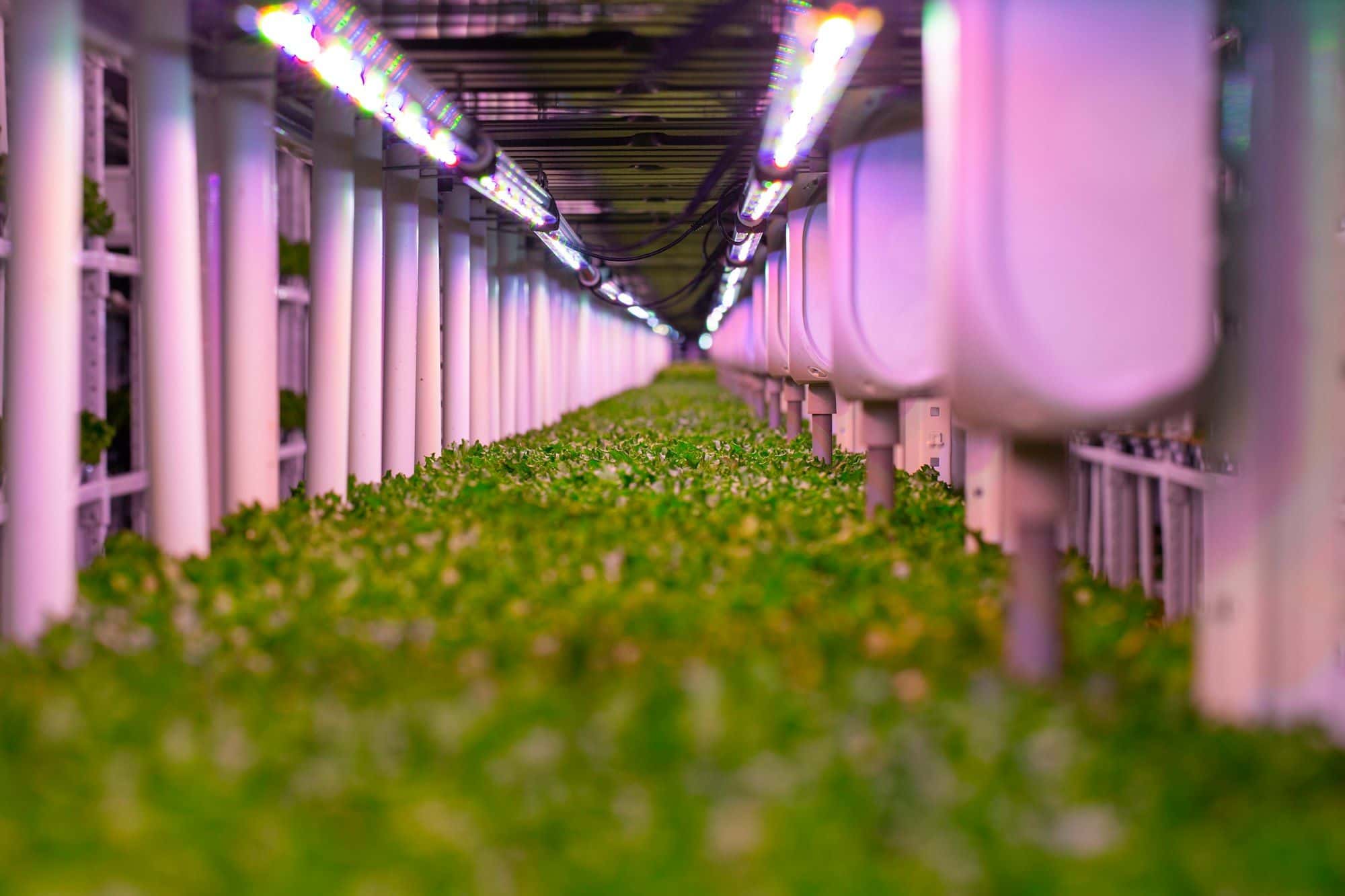 Vertical Farm Setup for Businesses and Institutions