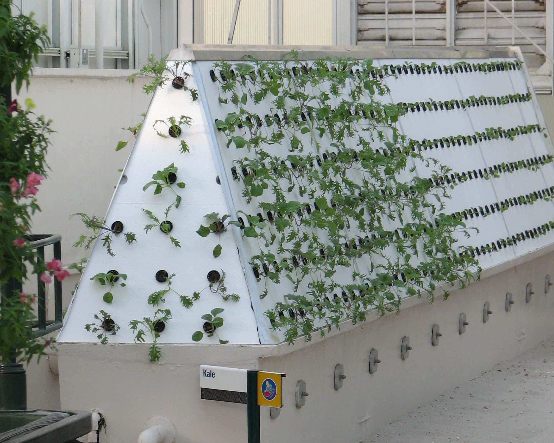 A-frame aeroponic unit with kale plants growing out of holes in white panels