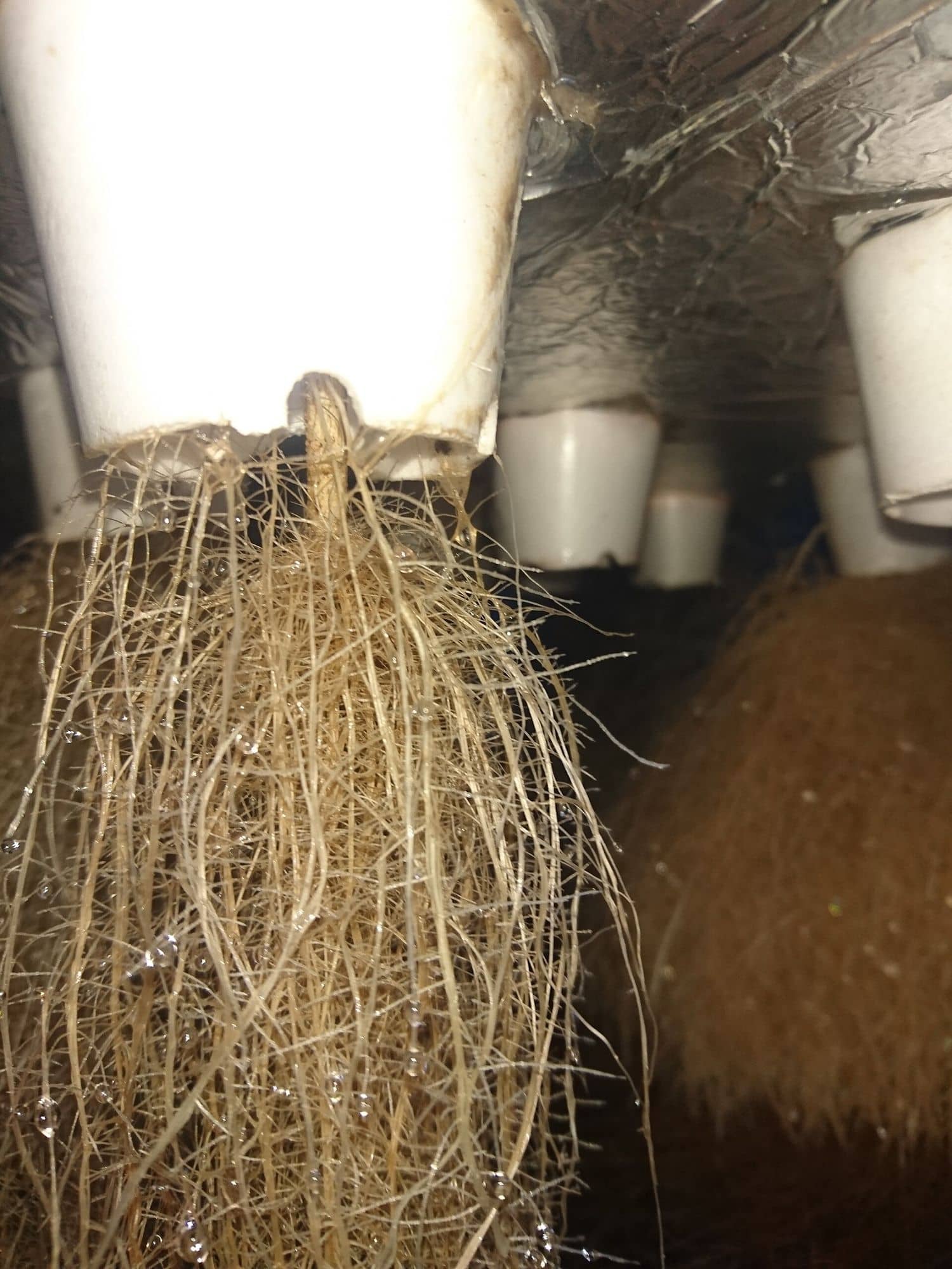 Dense white roots hanging inside the chamber of a high-pressure aeroponic system