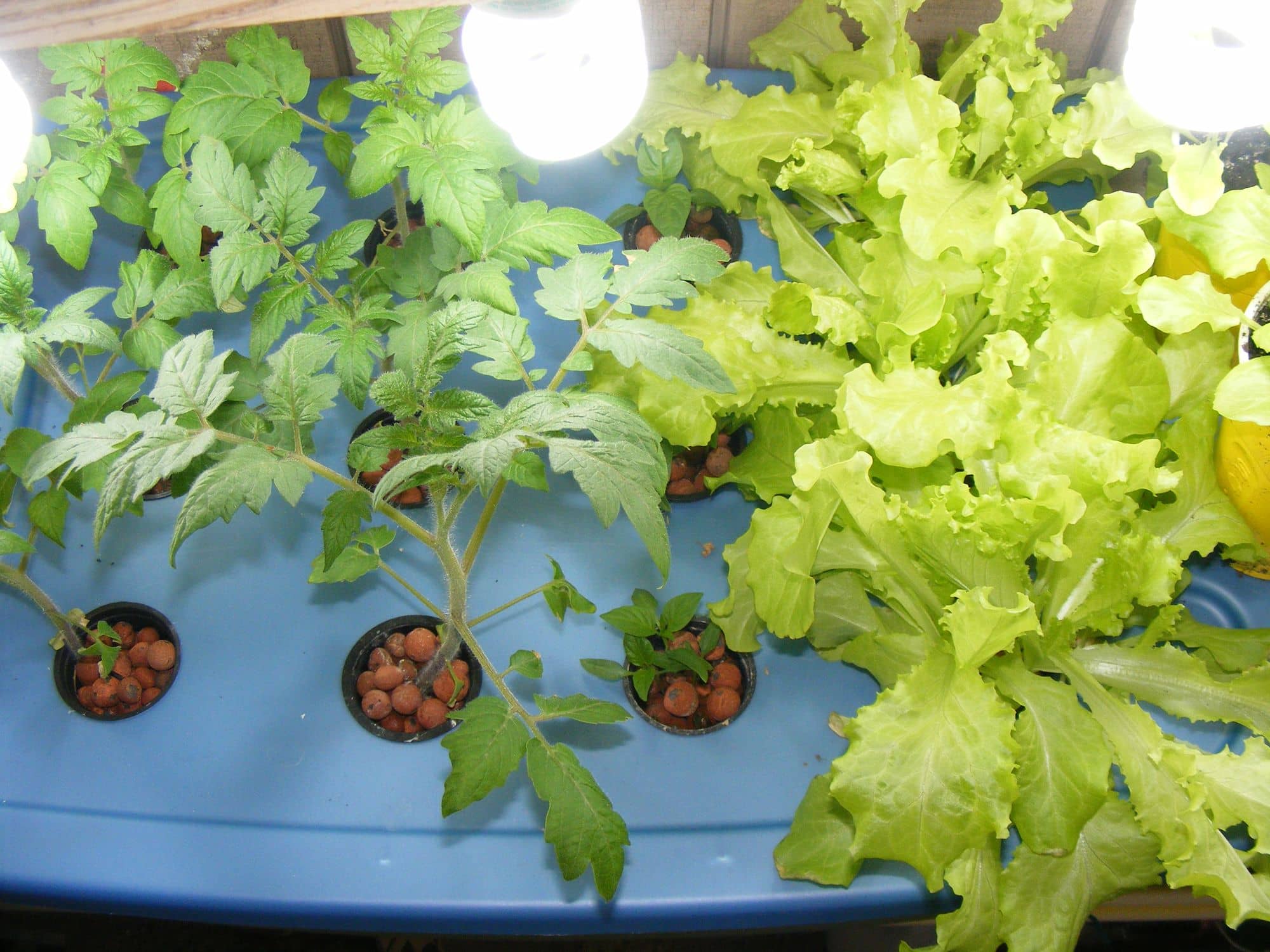 Young tomato and lettuce plants growing through a blue lid in a small aeroponic unit