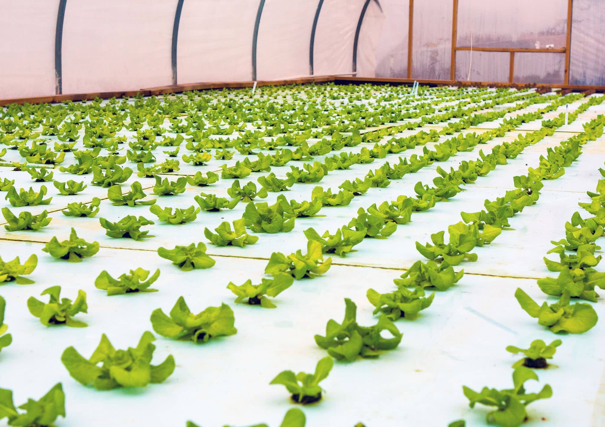 Rows of lettuce growing on floating rafts in an aquaponic polytunnel