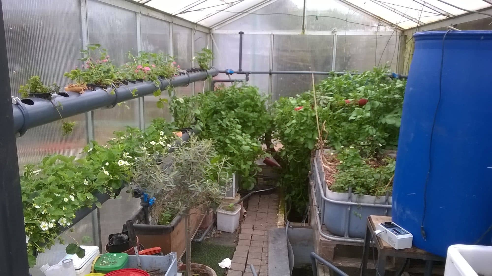 Small combined greenhouse aquaponics system with fish tank and grow beds
