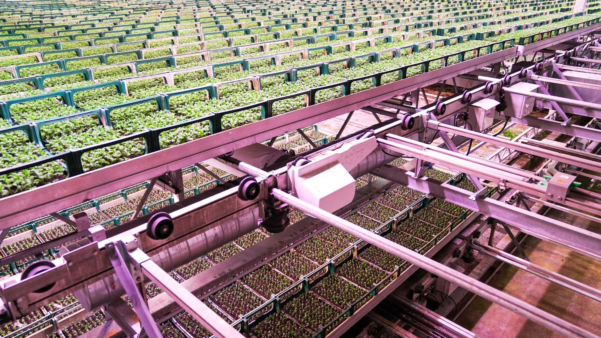 Automated rail and gantry system moving trays of young plants in a greenhouse