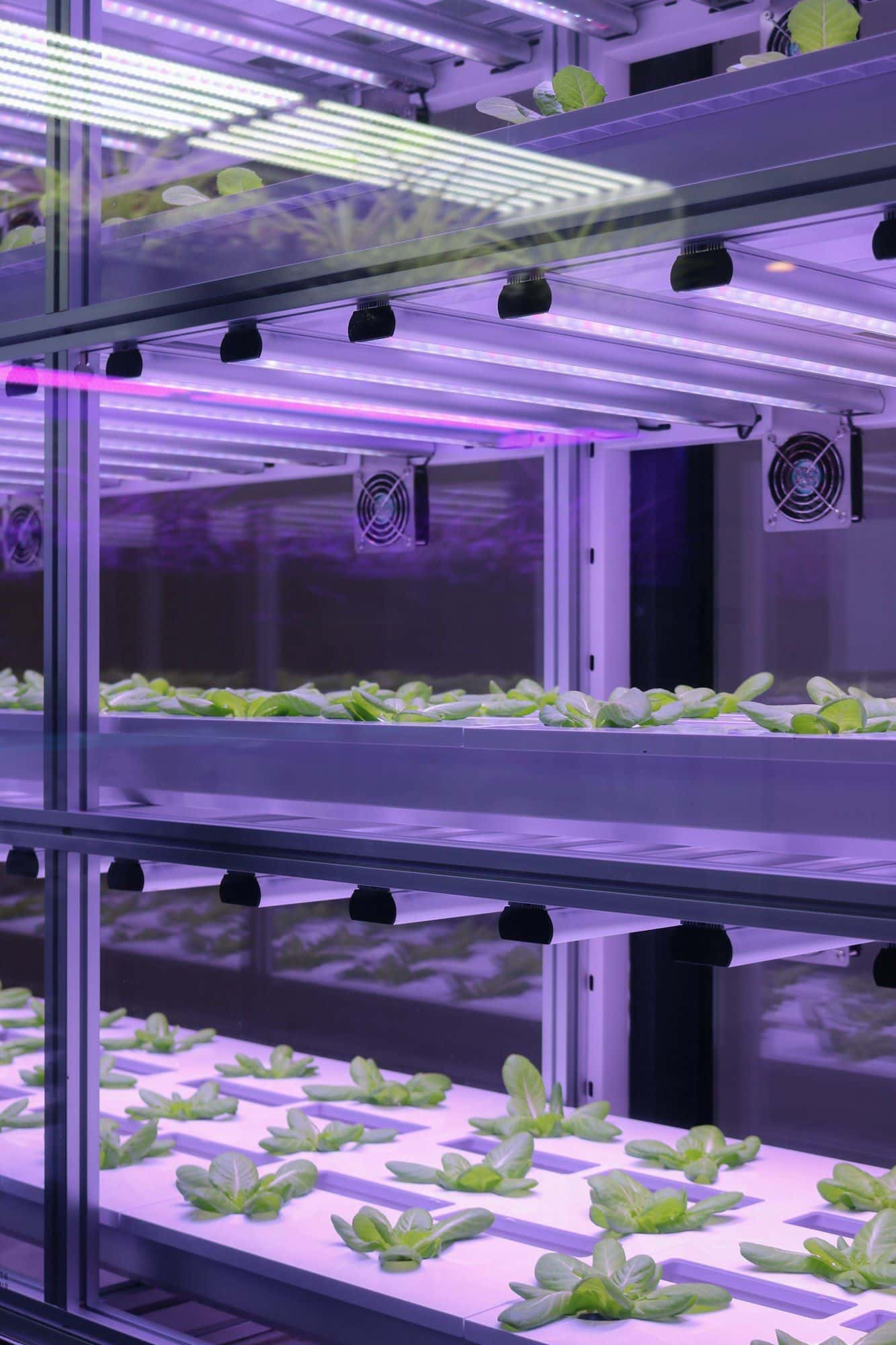Shelves of young lettuce under purple LED lights in an indoor grow cabinet