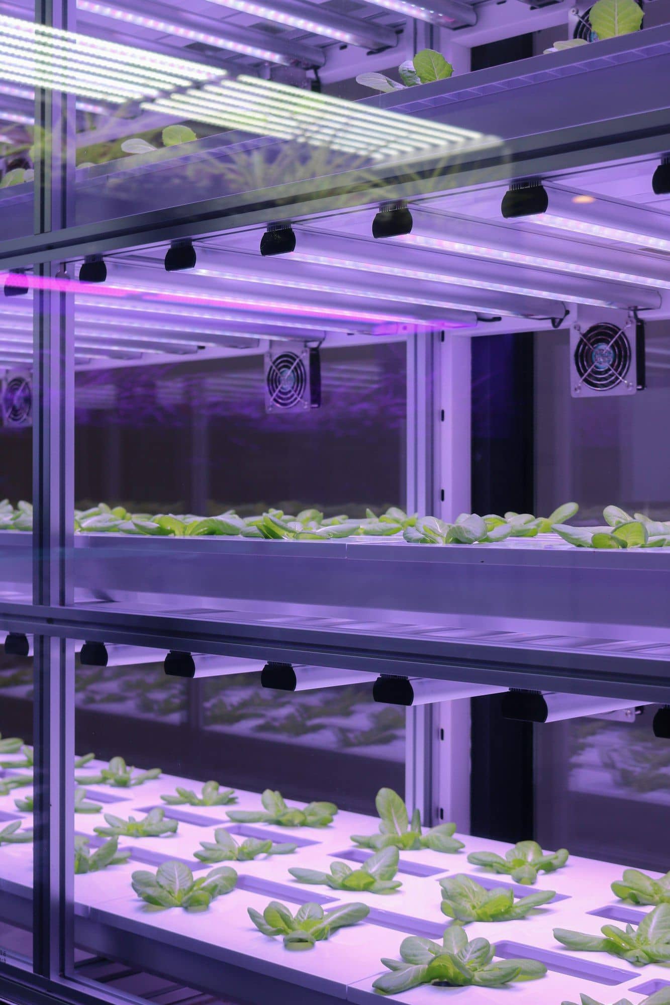 Shelves of young lettuce under purple LED lights in an indoor grow cabinet