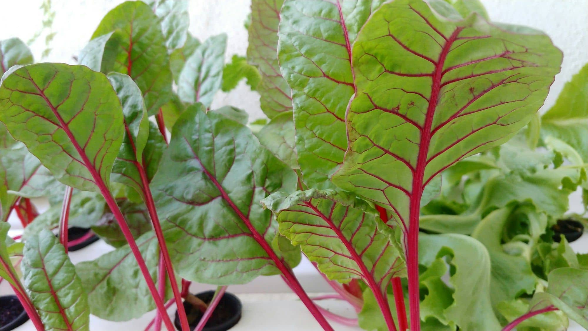 Swiss chard with red stems growing in a hydroponic system