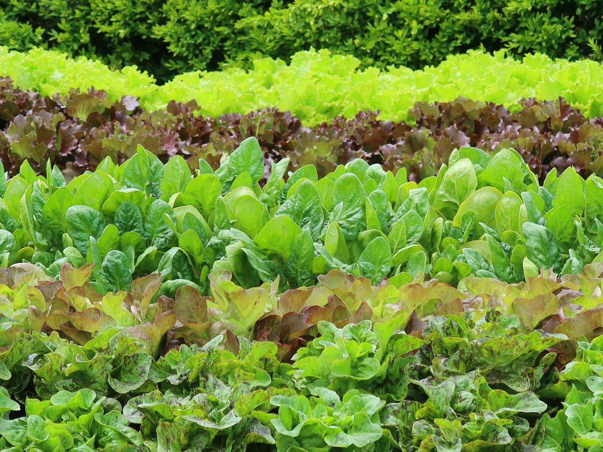 Beds of mixed lettuces and spinach in green and red varieties