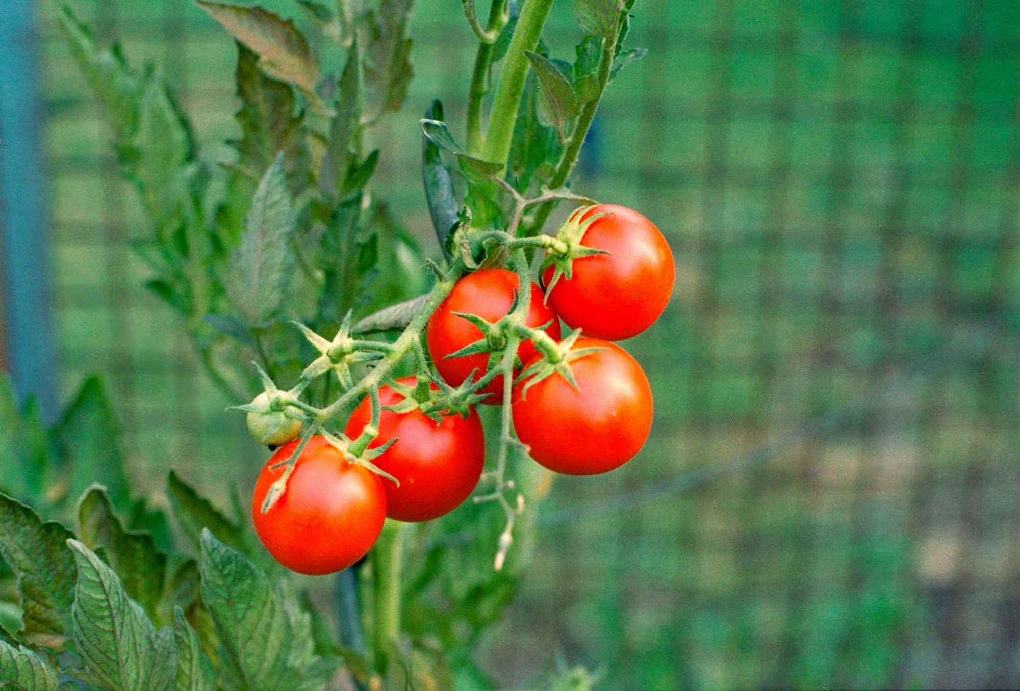 Truss of ripe red cherry tomatoes on the vine against a trellis net