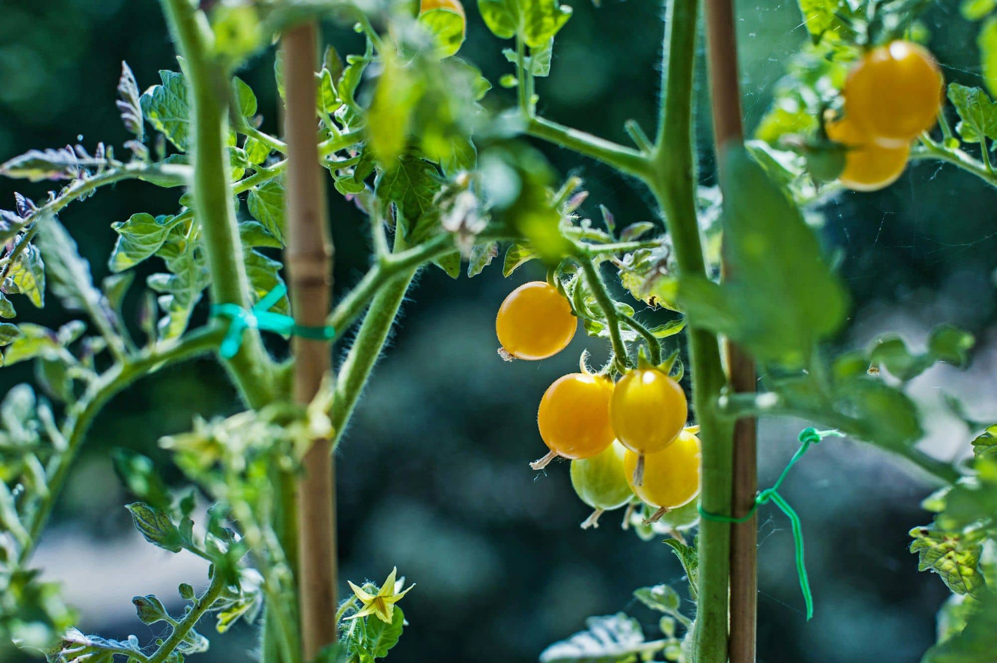 Yellow cherry tomatoes ripening on a staked vine